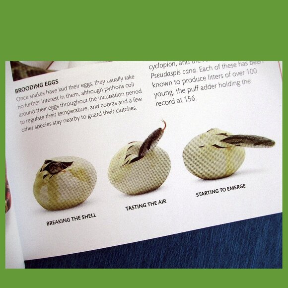 Book - Snake: The Essential Visual Guide by Chris Mattison - Picture 8 of 16